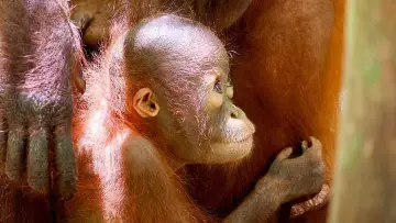 Backdrop to the movie "Orang Utans - Keepers of the Jungle" #922236