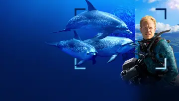 Backdrop to the movie "Dolphins Up Close with Bertie Gregory" #980083