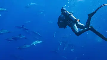 Backdrop to the movie "Dolphins Up Close with Bertie Gregory" #980085