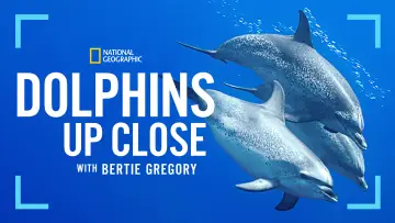 Backdrop to the movie "Dolphins Up Close with Bertie Gregory" #980088