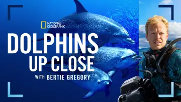 Backdrop to the movie "Dolphins Up Close with Bertie Gregory" #980089