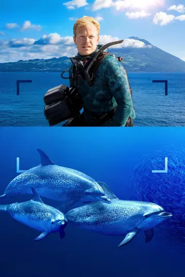 Poster to the movie "Dolphins Up Close with Bertie Gregory" #980102