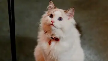 Backdrop to the movie "Christmas at the Catnip Café" #849855