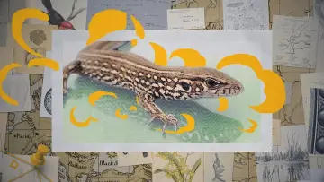 Backdrop to the movie "Darwin express - Les nouveaux défis de l