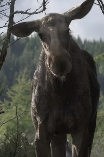 Poster to the movie "AMOOSED: a moose odyssey" #845454