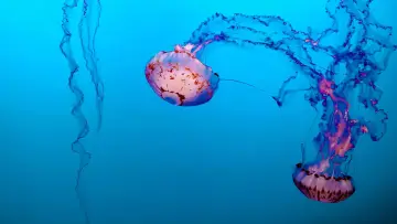 Backdrop to the movie "Jellyfish, The new Rulers of the Ocean" #978092
