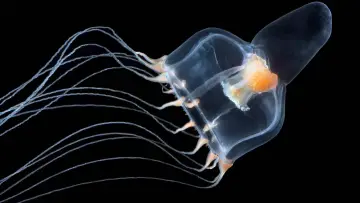 Backdrop to the movie "Jellyfish, The new Rulers of the Ocean" #978093