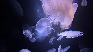 Backdrop to the movie "Jellyfish, The new Rulers of the Ocean" #978094