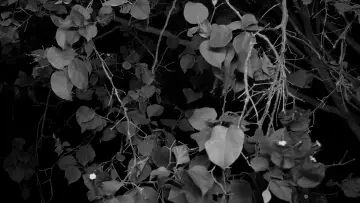 Backdrop to the movie "between tea and the ashtray" #919597