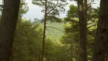 Backdrop to the movie "Noblestone" #1175320