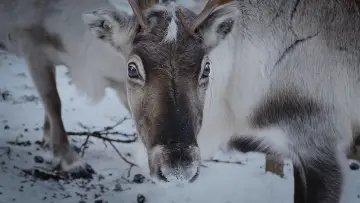 Backdrop to the movie "Sámi vs. Sámi" #539298