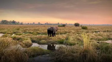 Backdrop to the movie "Kaza: The Last Refuge of Elephants" #1152148