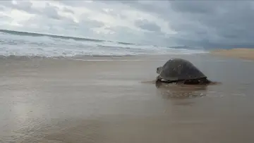 Backdrop to the movie "Return: Saving Turtles" #543134
