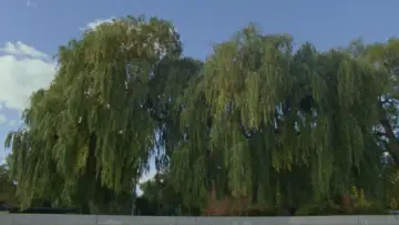 Backdrop to the movie "Willow World" #777813