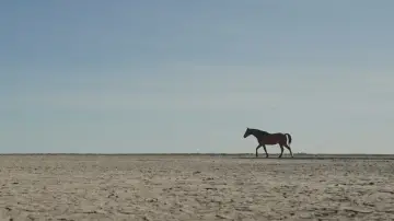 Backdrop to the movie "Guided by Horses" #957995
