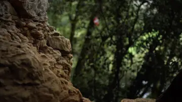 Backdrop to the movie "Mycélium" #1191479