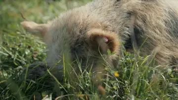 Backdrop to the movie "When Pigs Fly" #1140249