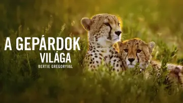 Backdrop to the movie "Cheetahs Up Close with Bertie Gregory" #539388