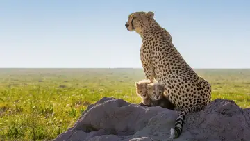 Backdrop to the movie "Cheetahs Up Close with Bertie Gregory" #539393