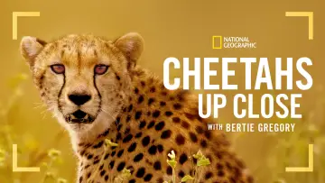 Backdrop to the movie "Cheetahs Up Close with Bertie Gregory" #539395
