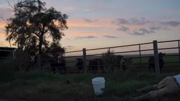 Backdrop to the movie "Pastoral" #970974