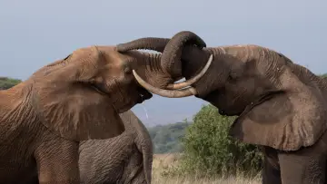 Backdrop to the movie "Tusker: Brotherhood of Elephants" #1173046