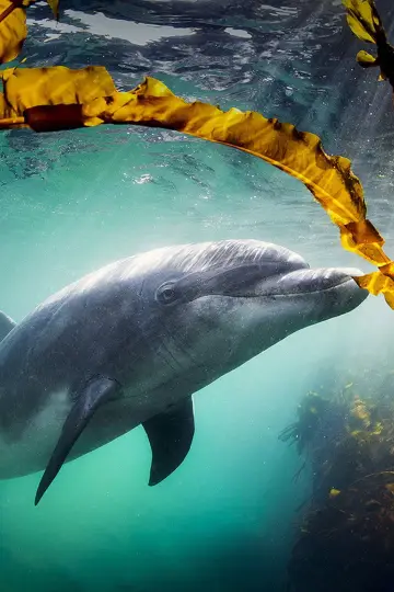 Poster to the movie "Why We Love Dolphins" #803370