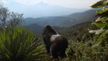 Backdrop to the movie "A Gorilla Story: Told by David Attenborough" #776260