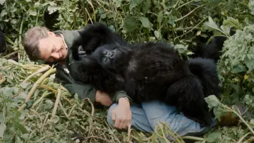 Backdrop to the movie "A Gorilla Story: Told by David Attenborough" #776261