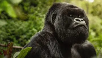 Backdrop to the movie "A Gorilla Story: Told by David Attenborough" #832779