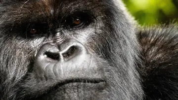 Backdrop to the movie "A Gorilla Story: Told by David Attenborough" #832781