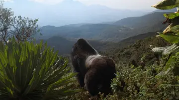 Backdrop to the movie "A Gorilla Story: Told by David Attenborough" #832785