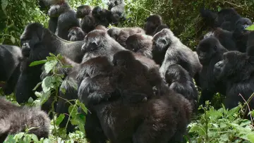 Backdrop to the movie "A Gorilla Story: Told by David Attenborough" #832788