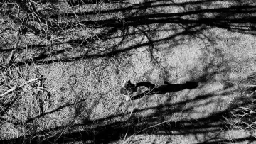 Backdrop to the movie "The Trail" #1139562