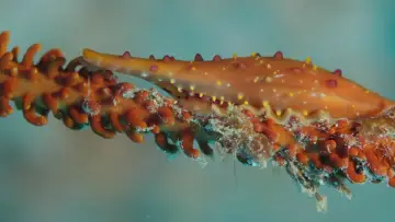 Backdrop to the movie "Shells: Shaped by Nature" #1159090