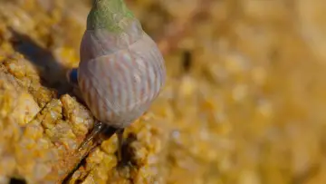 Backdrop to the movie "Shells: Shaped by Nature" #1159093