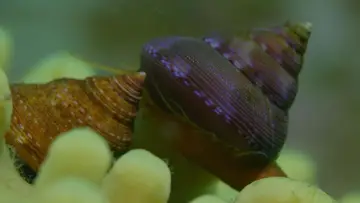 Backdrop to the movie "Shells: Shaped by Nature" #1159094
