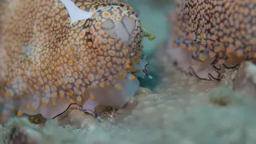 Backdrop to the movie "Shells: Shaped by Nature" #1159095