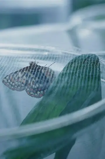 Poster to the movie "The Butterfly Lab" #540241