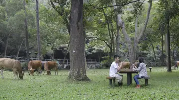 Backdrop to the movie "The Cow Caretaker" #970794