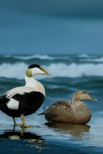 Poster to the movie "The Cry of the Eider" #803070