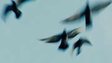 Backdrop to the movie "Pigeonman" #775976