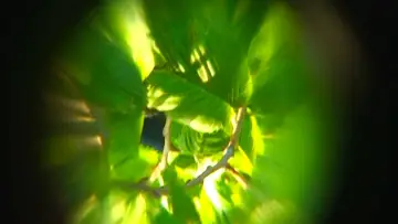 Backdrop to the movie "Sol Garden" #778662