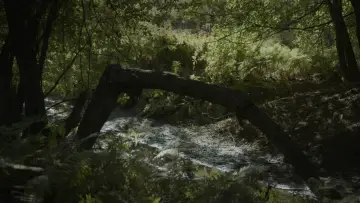 Backdrop to the movie "SILVA NATURA" #913762