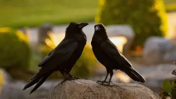 Backdrop to the movie "What Ravens Do" #1152622