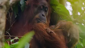 Backdrop to the movie "Orangutan" #776557