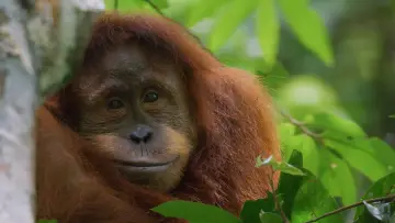 Backdrop to the movie "Orangutan" #776558