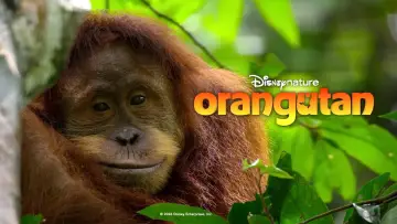 Backdrop to the movie "Orangutan" #817526