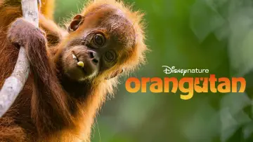 Backdrop to the movie "Orangutan" #817527