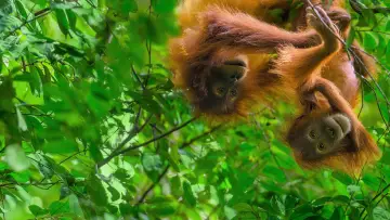 Backdrop to the movie "Orangutan" #912141